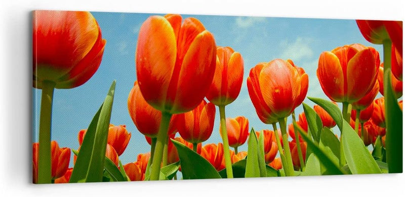 Panorama Bilder auf Leinwand 100x40cm Leinwandbild Tulpe Blume blauer Himmel Gross Wanddeko Bild Sch