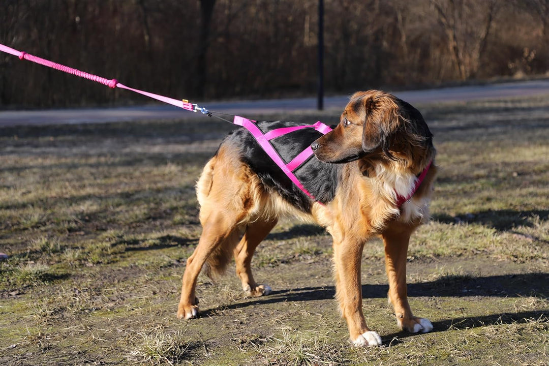 Dingo Hundegeschirre Sled Farbe Rosa Zuggeschirr Canicross Bike-Ski-Jöring Training Dogtrekking Gros