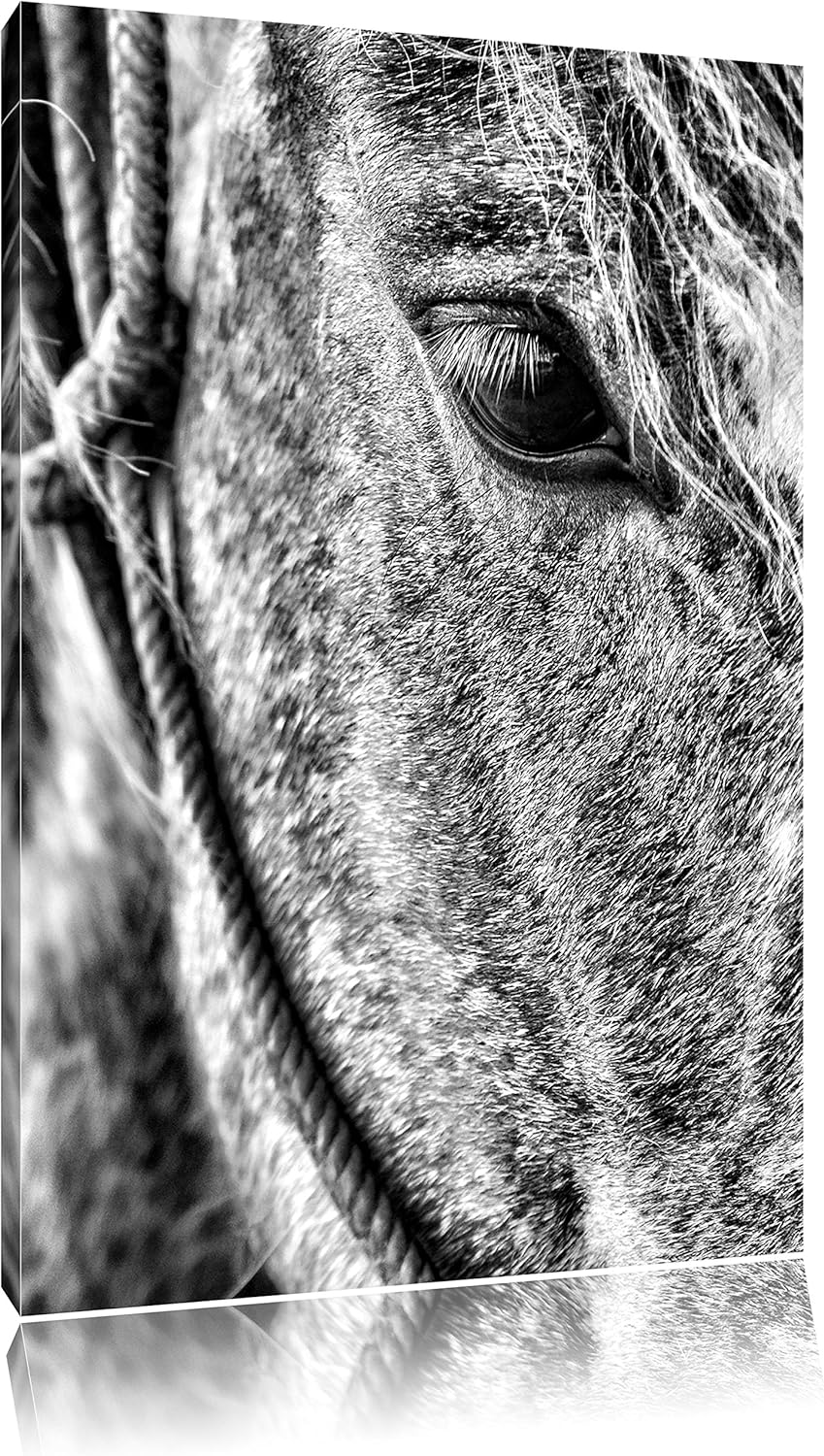 Pixxprint prachtvolles Pferd als Leinwandbild/Grösse: 100x70 cm/Wandbild/Kunstdruck/fertig bespannt,