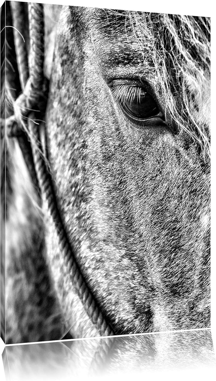 Pixxprint prachtvolles Pferd als Leinwandbild/Grösse: 100x70 cm/Wandbild/Kunstdruck/fertig bespannt,