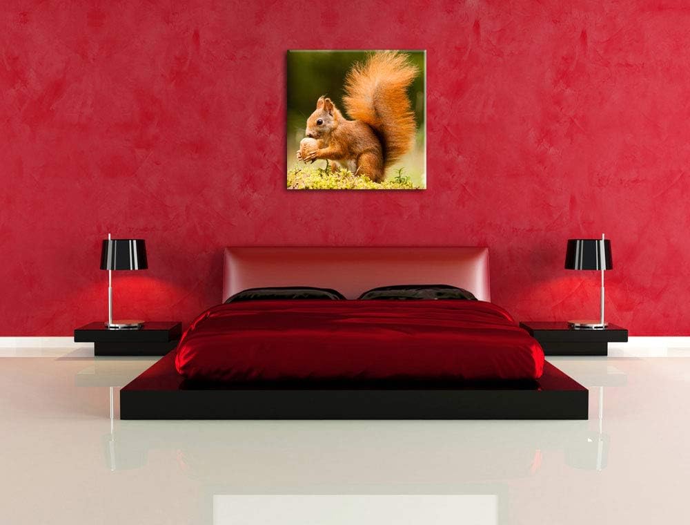 Eichhörnchen mit Nuss, Format: 70x70 auf Leinwand, XXL riesige Bilder fertig gerahmt mit Keilrahmen,