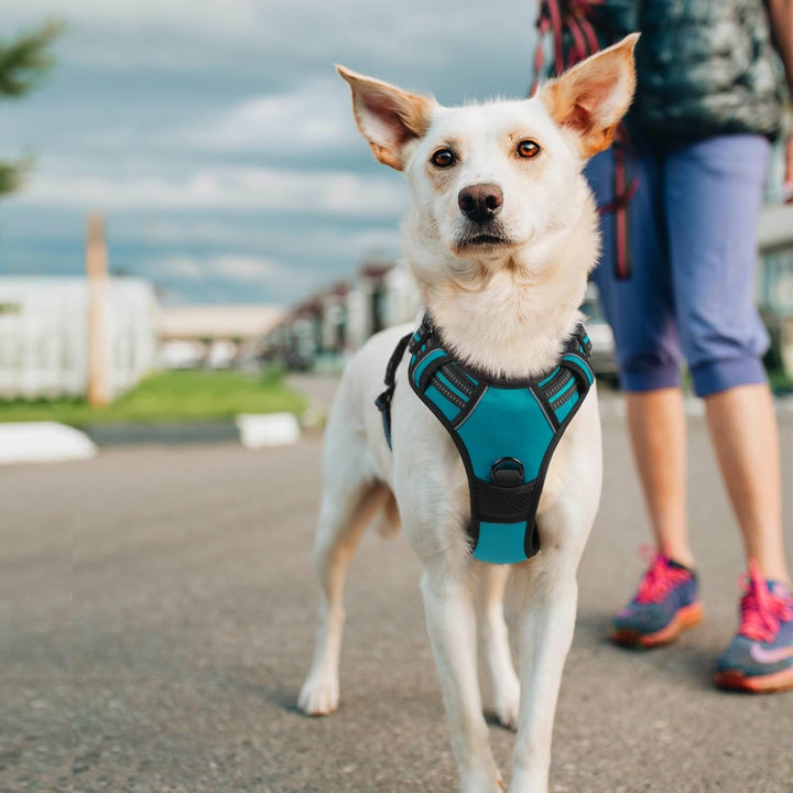 rabbitgoo Hundegeschirr Mittelgrosse Hunde, Anti Zug Geschirr mit Kontrolle, No Pull Verstellbar Hun