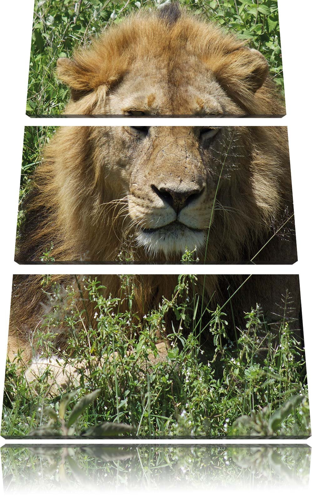 Pixxprint müder Löwe ruht im Gras als Leinwandbild/Grösse: 3 Teilig (120x80) cm/Wandbild/Kunstdruck/