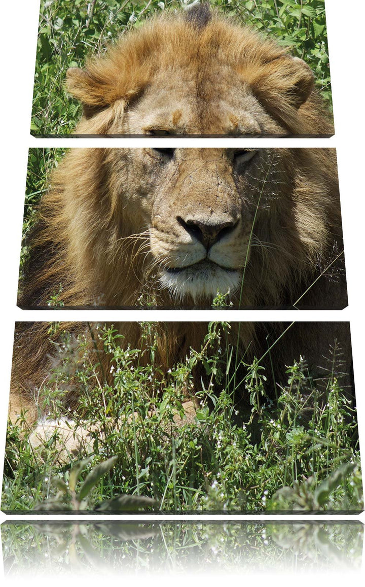 Pixxprint müder Löwe ruht im Gras als Leinwandbild/Grösse: 3 Teilig (120x80) cm/Wandbild/Kunstdruck/