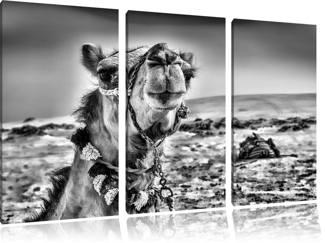 Pixxprint Monocrome, Lustiges Kamel in Wüste 3-Teiler Leinwandbild 120x80 Bild auf Leinwand
