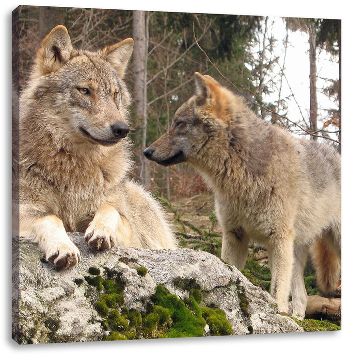 Pixxprint Wölfe im Wald, Format: 70x70 auf Leinwand, XXL riesige Bilder fertig gerahmt mit Keilrahme