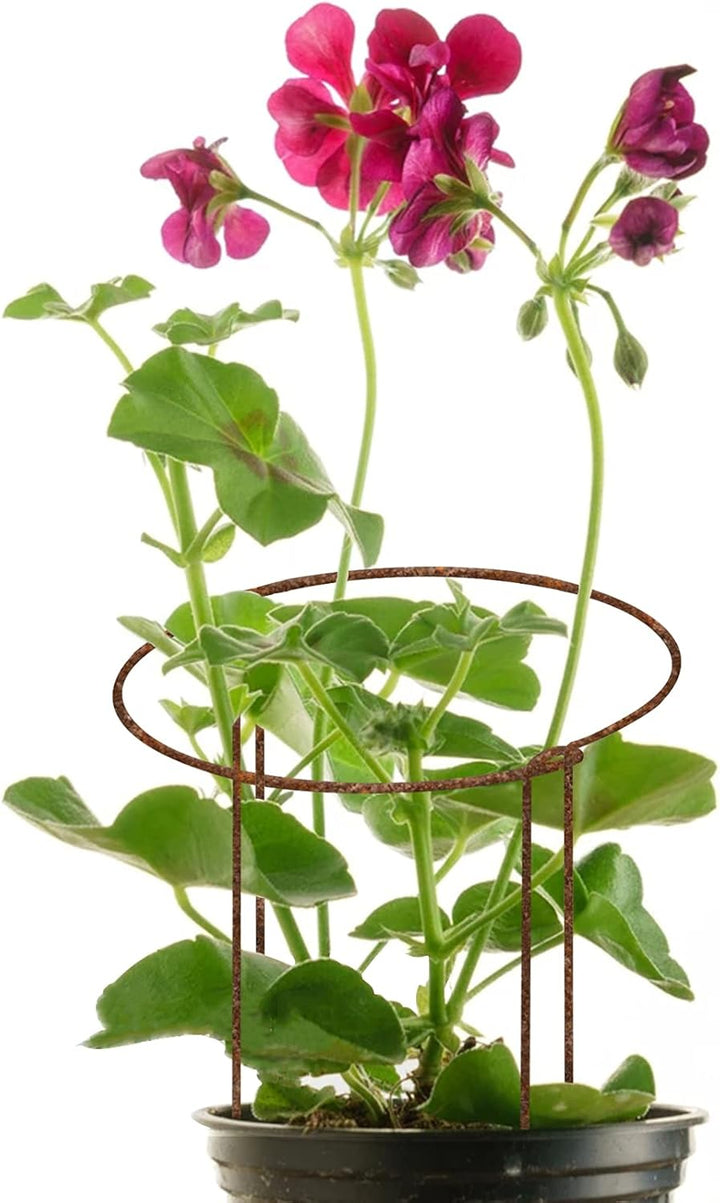 KAZITOO 8 Stück 40cm rostige Pflanze Stützpfeile, natürliche Rost Halbrunde Blume Unterstützung mit