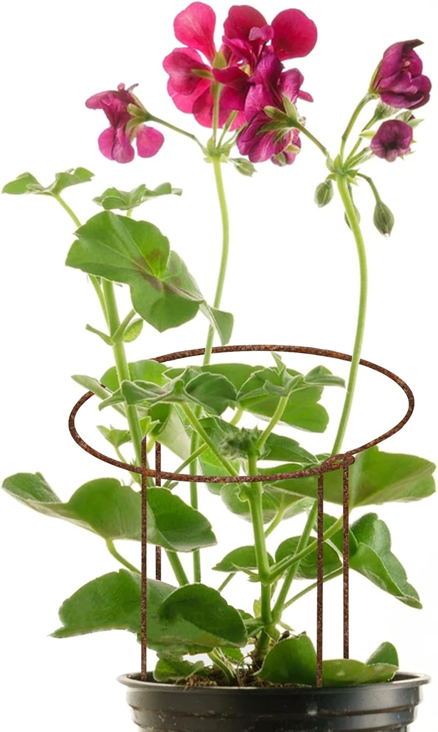 4 Stück 40cm rostige Pflanze Stützpfeile, natürliche Rost Halbrunde Blume Unterstützung mit 2 Selbst