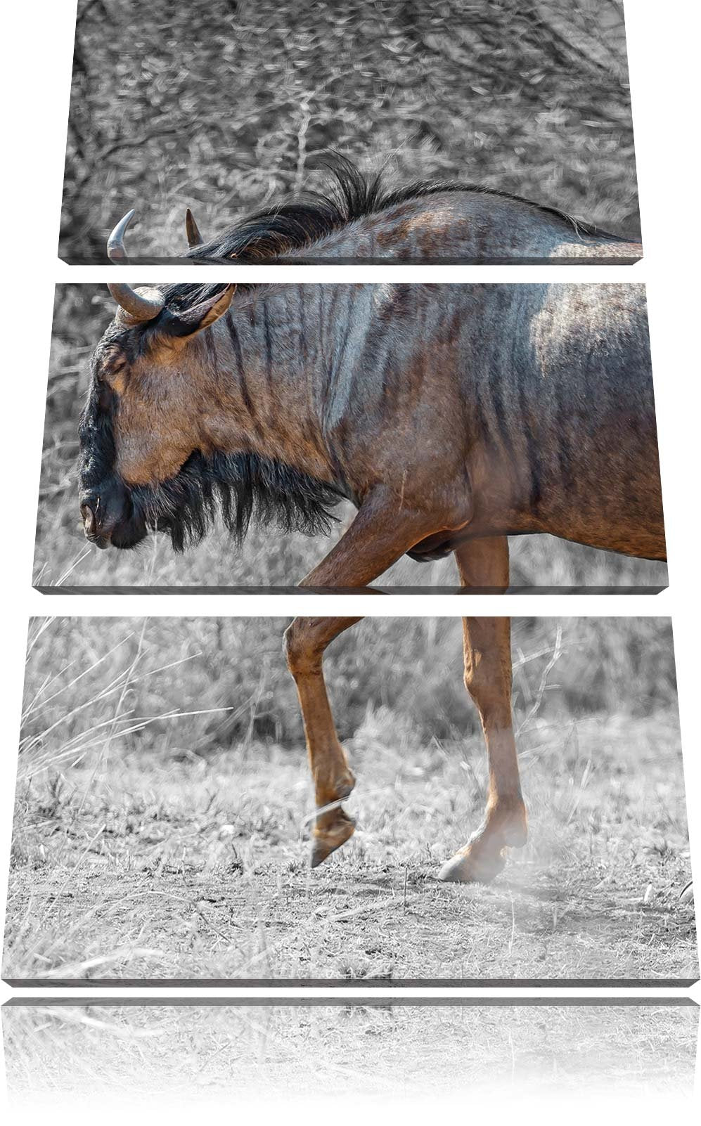 Pixxprint gigantische Kaffernbüffel in der Savanne schwarz/weiss 3-Teiler Leinwandbild 120x80 Bild a