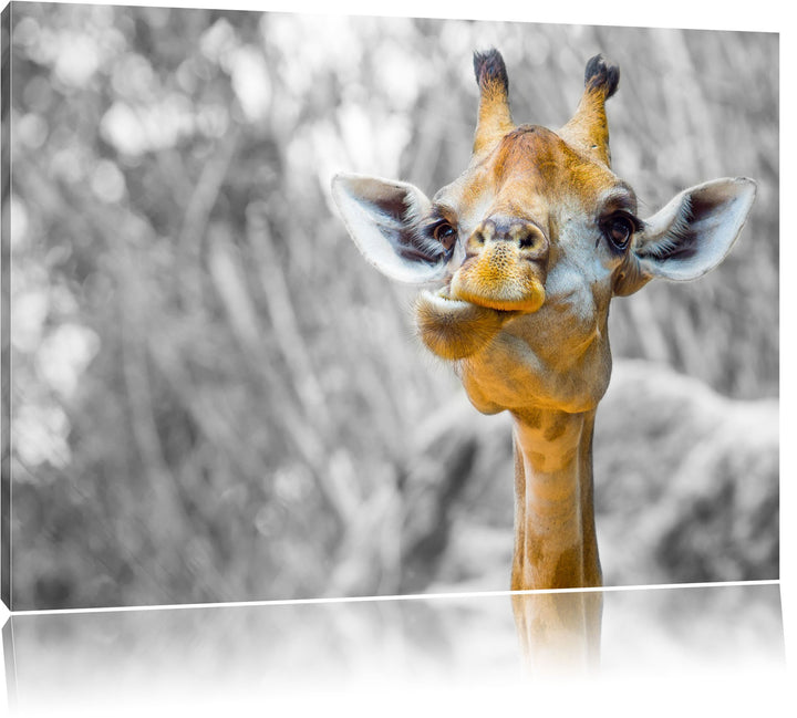 Pixxprint Giraffe in der Natur B&W Detail als Leinwandbild/Grösse: 100x70 cm/Wandbild/Kunstdruck/fer
