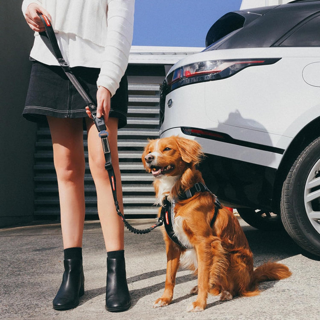 EZYDOG - Click Seat Belt Leash Add-On - (605.0748) Drive Click Lead, Drive Click Lead