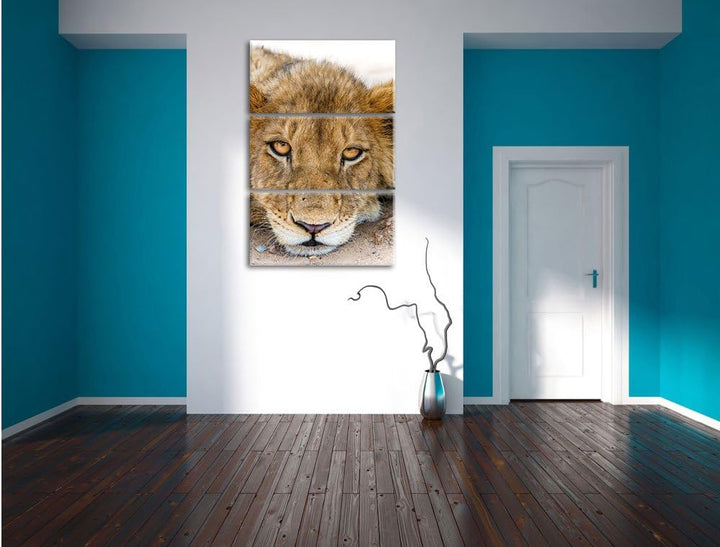 Pixxprint wachsame Löwin 3-Teiler Leinwandbild 120x80 Bild auf Leinwand