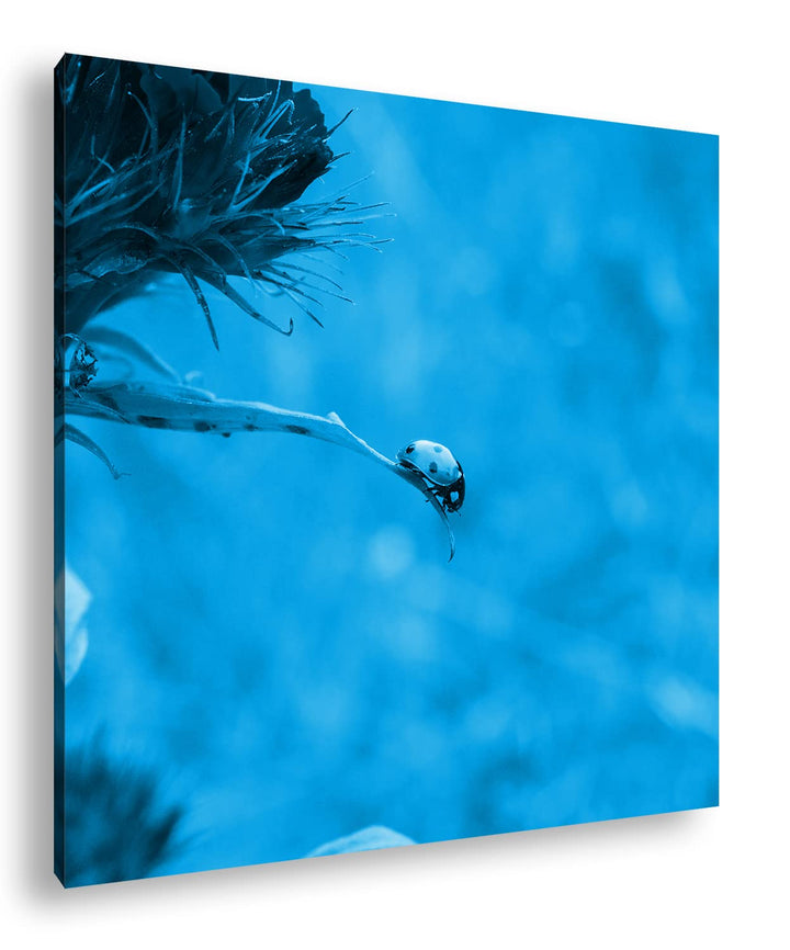 deyoli Kleiner Marienkäfer auf Einer schönen Blume Format: 70x70 Effekt: Monocrome Blau als Leinwand