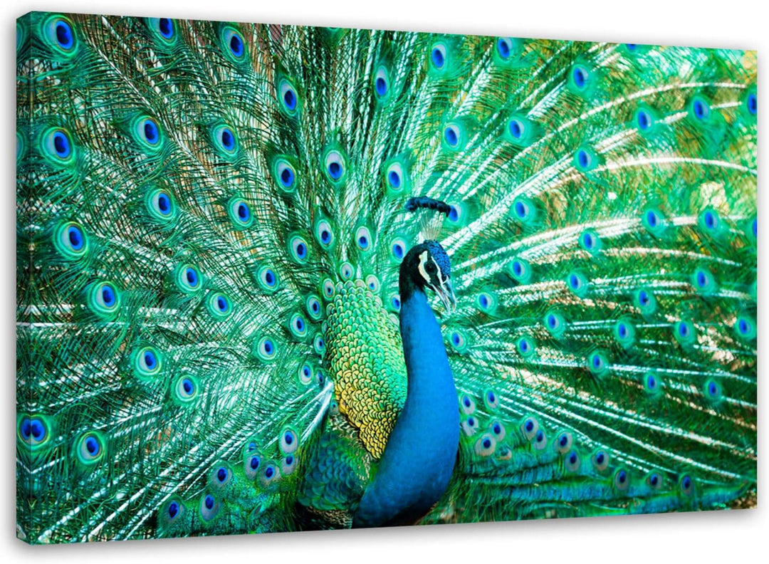 Feeby Wanddeko Pfau Leinwandbild Kunstdruck Tier Blau 60x40 cm M_8717 60x40 cm, M_8717 60x40 cm