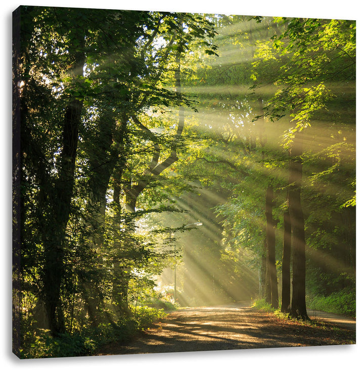 Pixxprint Sonniger Waldweg im Frühling, Format: 70x70 auf Leinwand, 70x70