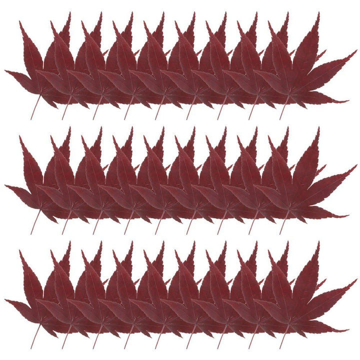 30 Stück Ahornblatt-Dekoration, Sushi-ahornblätter, Sashimi-tellerblatt, Japanische Lebensmitteldeko