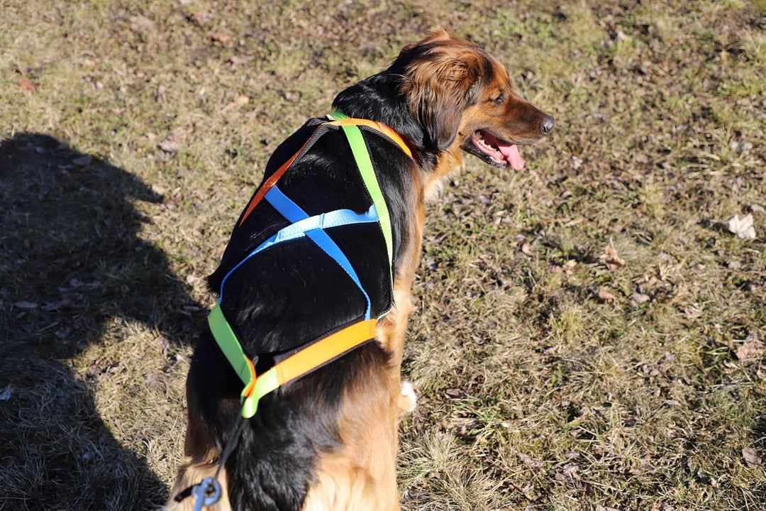 Dingo Hundegeschirre Sled Active Sydney Links Band Farbe Grün Rechts Orange Rücken Blau Canicross Do