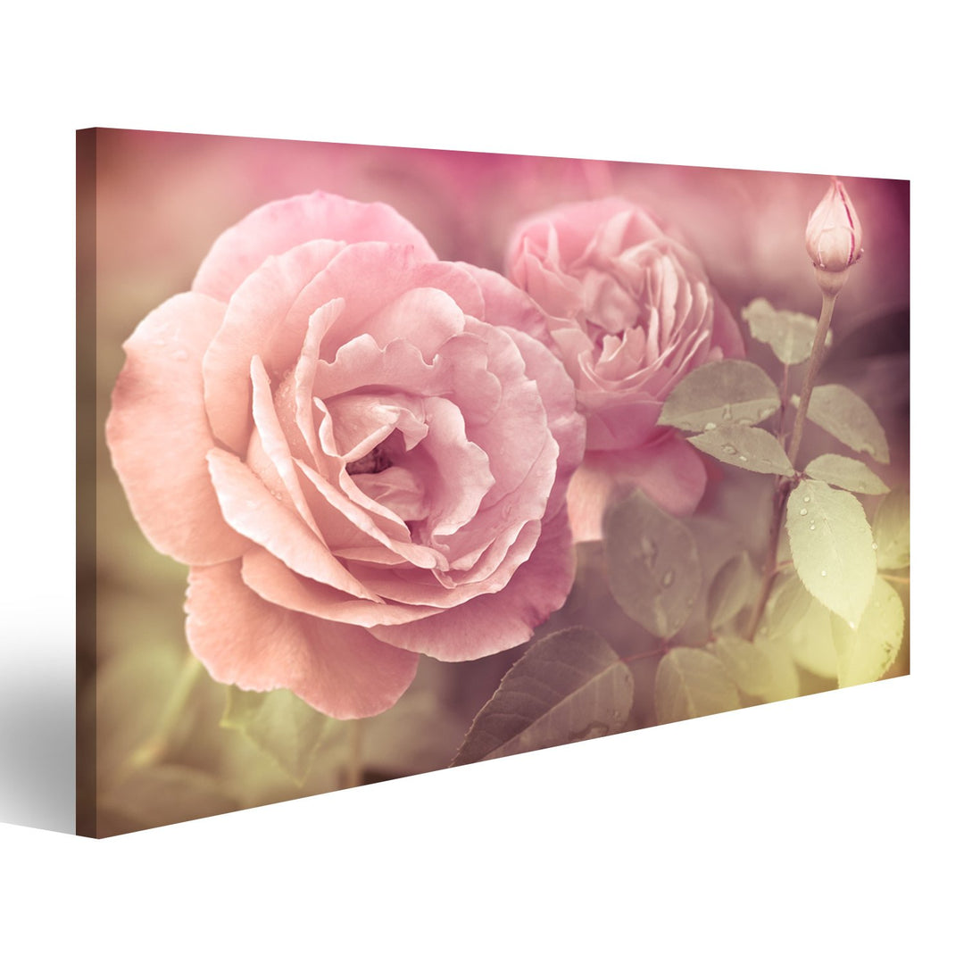 islandburner Bild auf Leinwand Abstrakt Pastel Rosa Rosen Mit Wassertropfen Bilder Wandbilder Poster