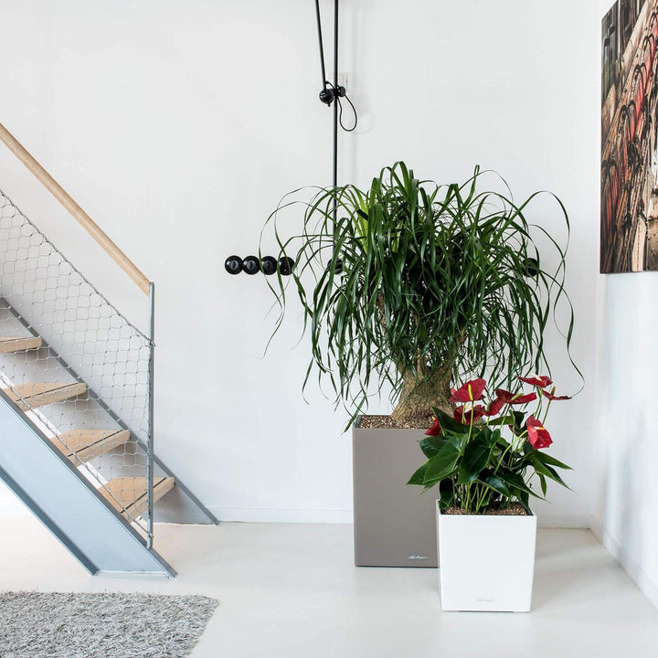 LECHUZA CUBE Premium 30 scarlet rot hochglanz 16467 29.5x29.5x30 cm Scarlet Rot Hochglanz, 29.5x29.5