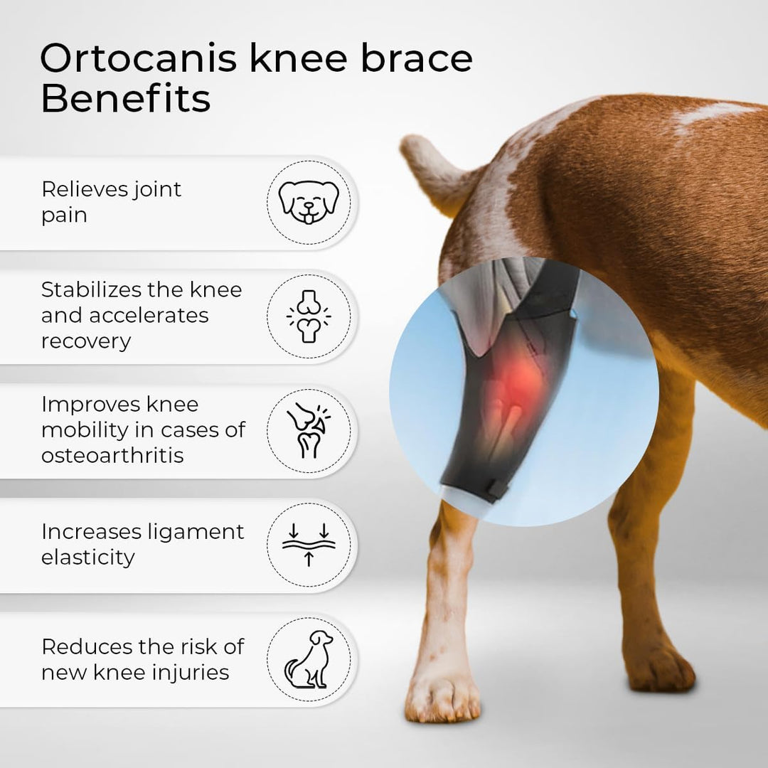 Ortocanis - Kniebandage Hund Hinterbein für das rechte Bein - Hergestellt aus Neopren ARD - Bei Kreu