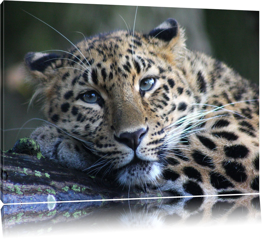 Pixxprint ruhender Leopard auf Leinwand, XXL riesige Bilder fertig gerahmt mit Keilrahmen, Kunstdruc