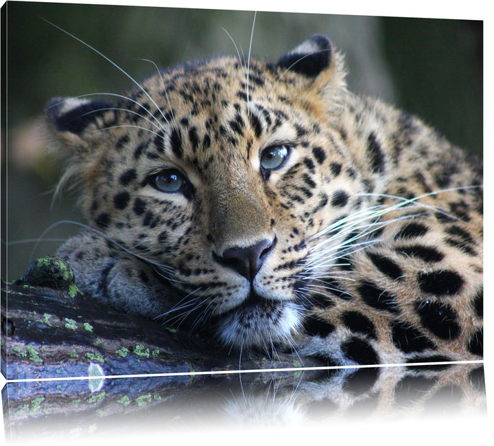 Pixxprint ruhender Leopard auf Leinwand, XXL riesige Bilder fertig gerahmt mit Keilrahmen, Kunstdruc