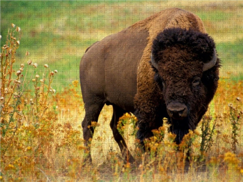 CALVENDO Puzzle Wisent & Bison 1000 Teile Lege-Grösse 64 x 48 cm Foto-Puzzle Bild von Elisabeth Stan