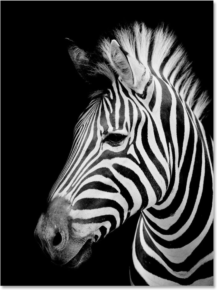wandmotiv24 Leinwandbild Tiere, 80x60cm, Hochformat, Schwarz-Weiss, Deko, Bilder auf Leinwand, Wandd