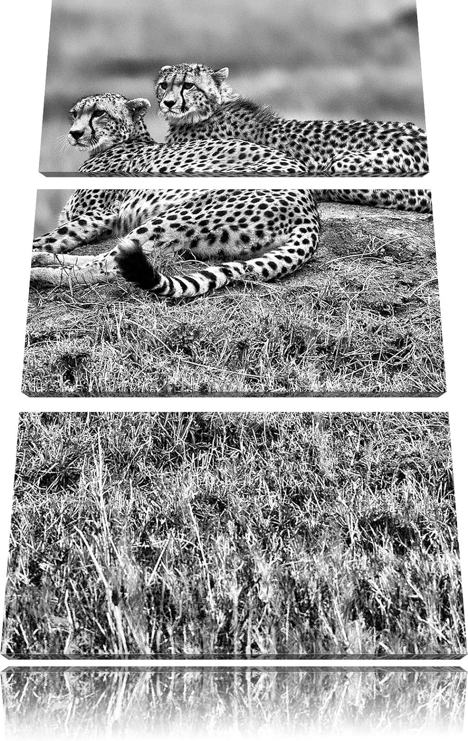Pixxprint majestätische Geparden auf Stein als Leinwandbild/Grösse: 3 Teilig (120x80) cm/Wandbild/Ku