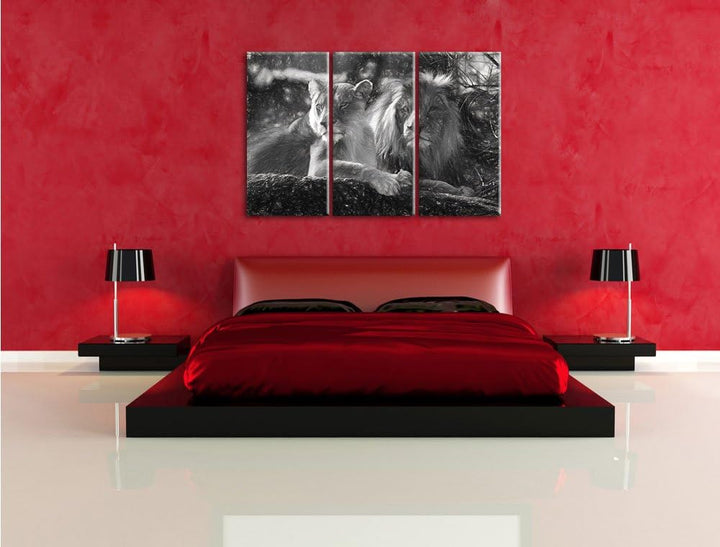 Pixxprint interessiertes Löwenpaar Kunst als Leinwandbild/Grösse: 3 Teilig (120x80) / Wandbild/Kunst