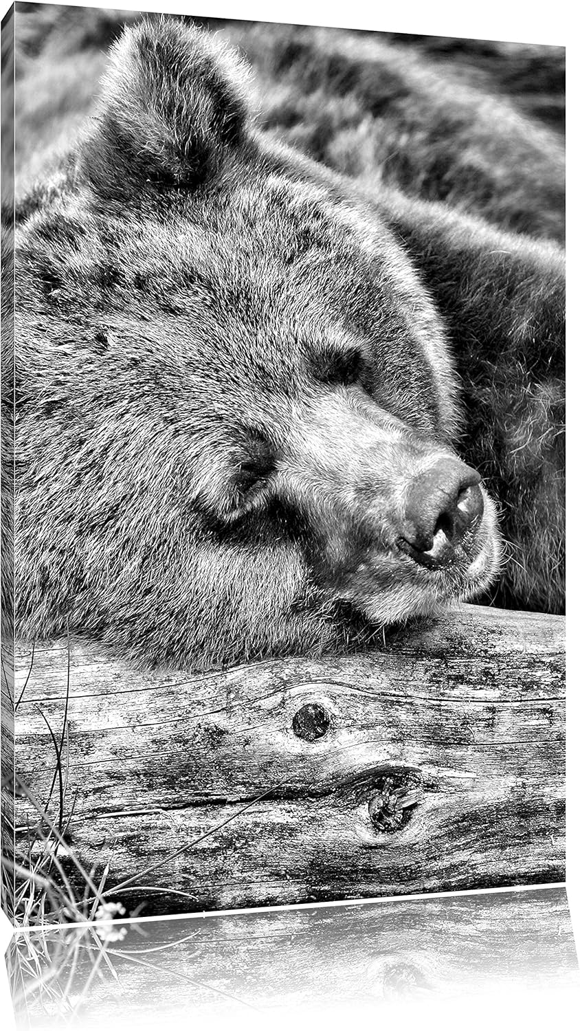 Pixxprint Bär schläft auf Baumstamm / 100x70cm Leinwandbild bespannt auf Holzrahmen/Wandbild Kunstdr