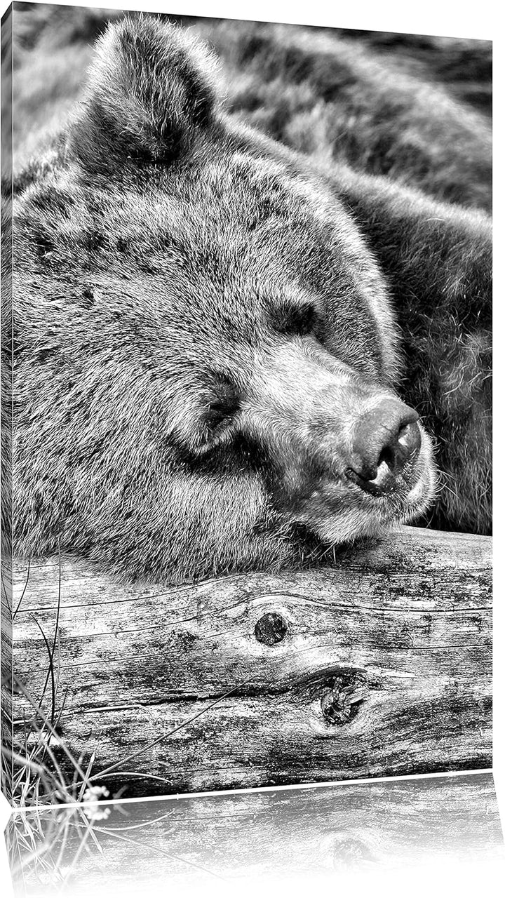 Pixxprint Bär schläft auf Baumstamm / 100x70cm Leinwandbild bespannt auf Holzrahmen/Wandbild Kunstdr