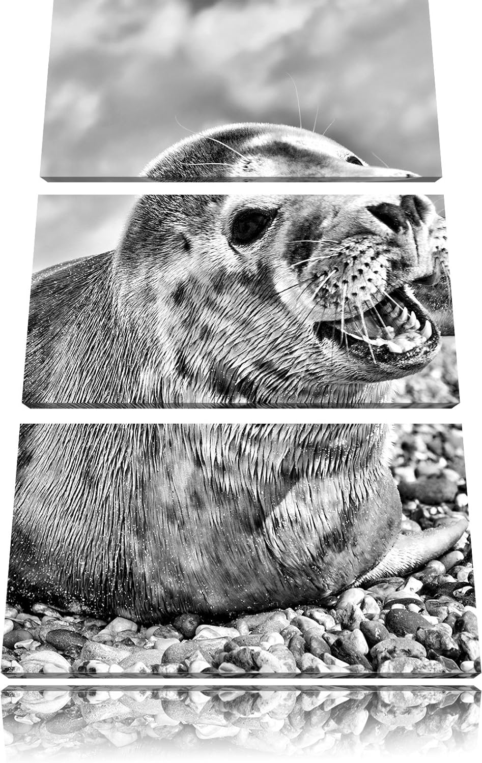 Pixxprint Süsse Robbe auf Steinstrand als Leinwandbild/Grösse: 3 Teilig (120x80) cm/Wandbild/Kunstdr