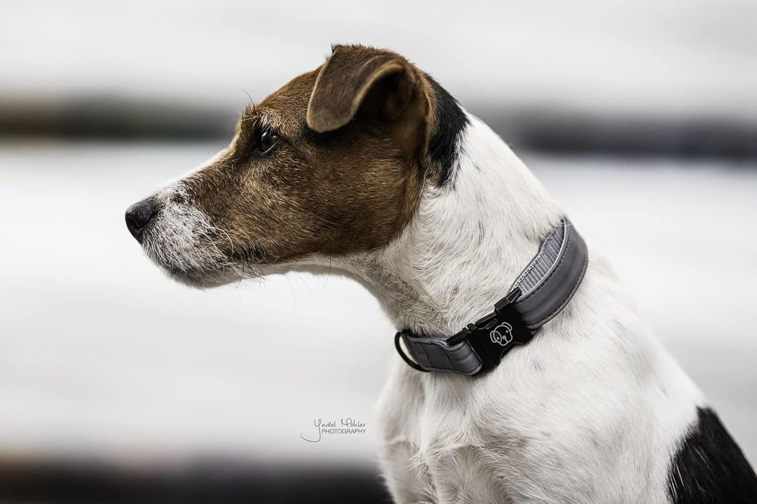 Kentucky Dogwear Hundehalsband reflektierend, Grösse:XS, Farbe:grau XS grau, XS grau