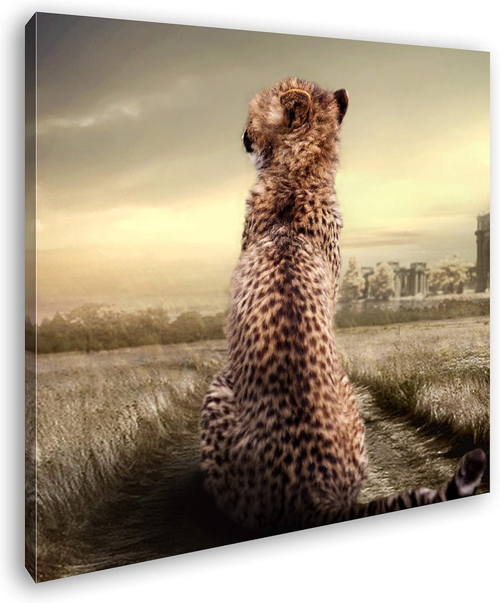 deyoli einsamer Gepard in schöner Landschaft im Format: 70x70 als Leinwandbild, Motiv fertig gerahmt