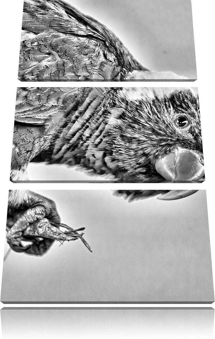 Pixxprint Edelpapagei auf AST als Leinwandbild/Grösse: 3 Teilig (120x80) cm/Wandbild/Kunstdruck/fert