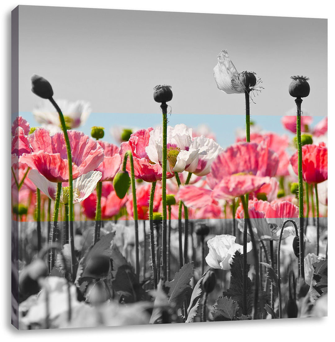 Pixxprint Blumenwiese Mohnblumen als Leinwandbild Quadratisch/Grösse: 70x70 / Wandbild/Kunstdruck/fe