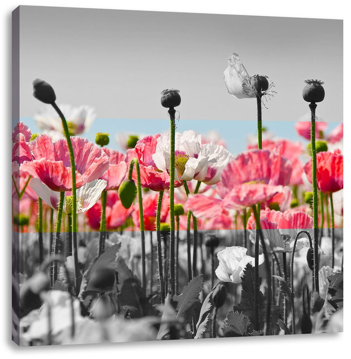 Pixxprint Blumenwiese Mohnblumen als Leinwandbild Quadratisch/Grösse: 70x70 / Wandbild/Kunstdruck/fe
