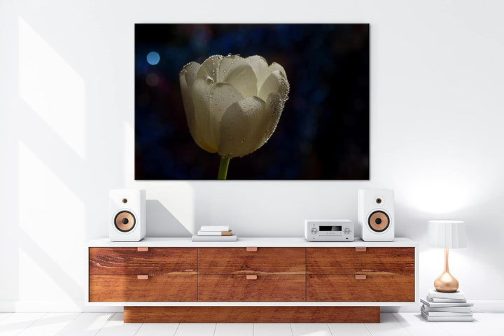 deyoli schneeweisse Tulpe Format: 80x60 als Leinwandbild, Motiv fertig gerahmt auf Echtholzrahmen, H