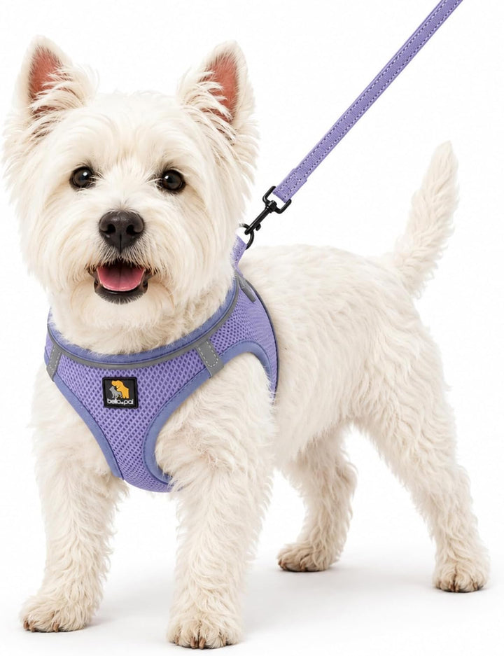 BELLA & PAL Hundegeschirr Kleine Hunde mit Leine, Step-in Geschirr aus Air Mesh, Anti Zug Reflektier