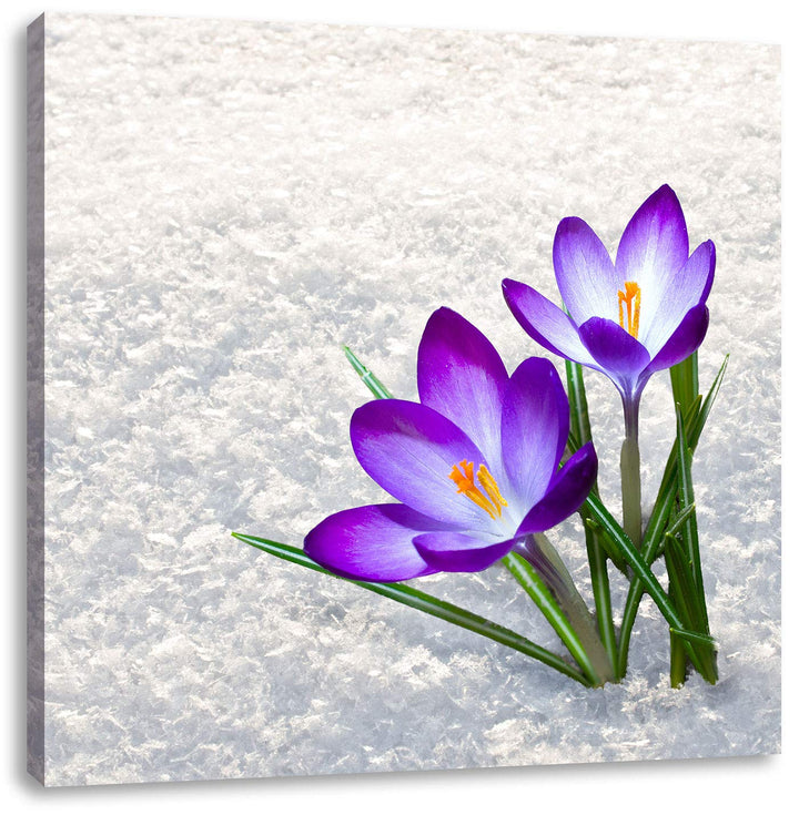 Lila Krokusse im Schnee, Format: 70x70 auf Leinwand, XXL riesige Bilder fertig gerahmt mit Keilrahme