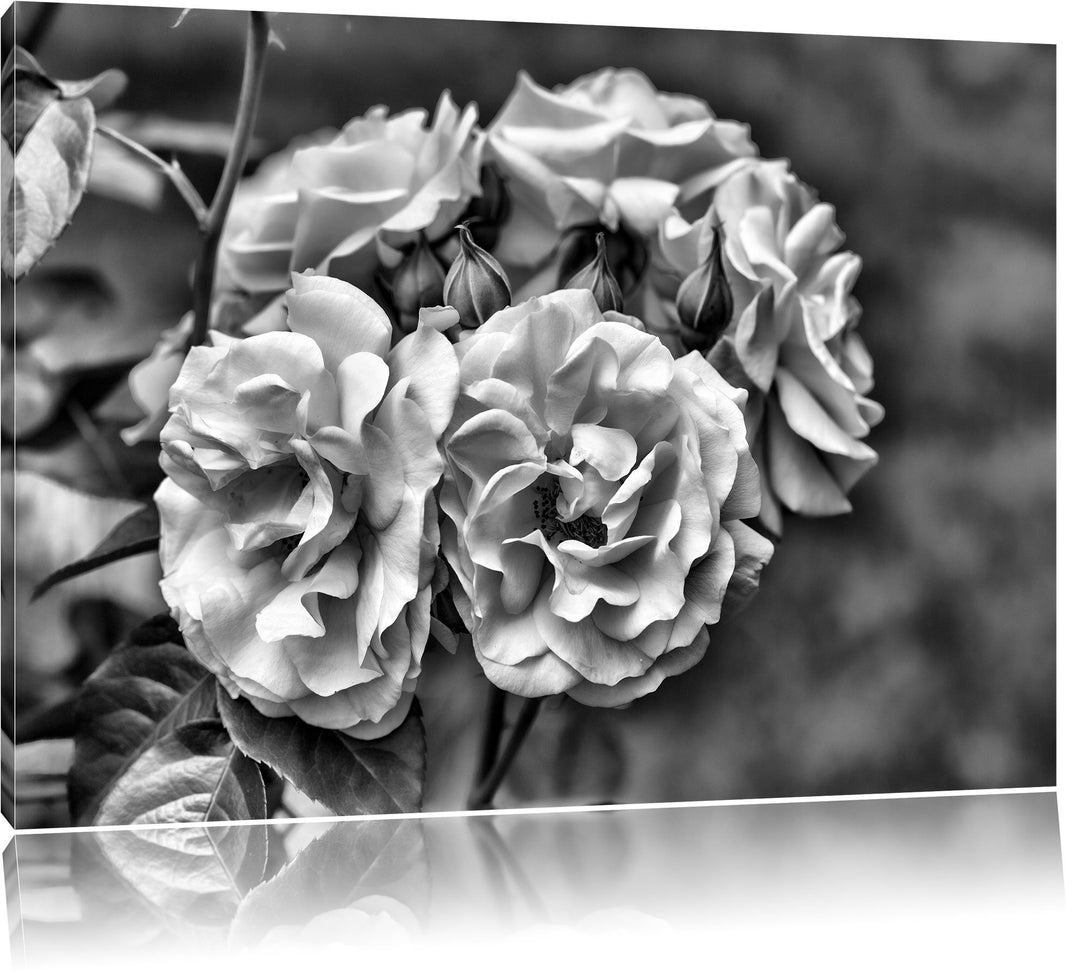 Pixxprint Weiss gelbe Rose Blumen / 100x70cm Leinwandbild bespannt auf Holzrahmen/Wandbild Kunstdruc