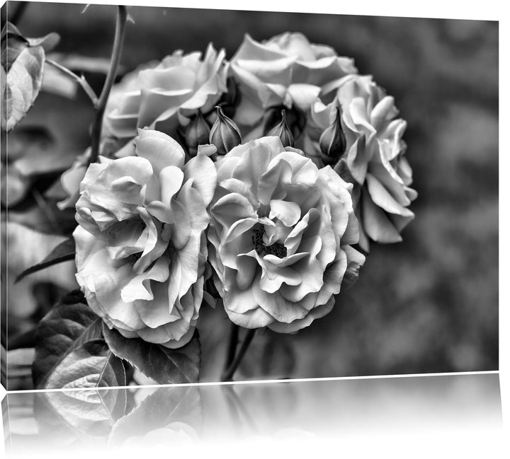 Pixxprint Weiss gelbe Rose Blumen / 100x70cm Leinwandbild bespannt auf Holzrahmen/Wandbild Kunstdruc