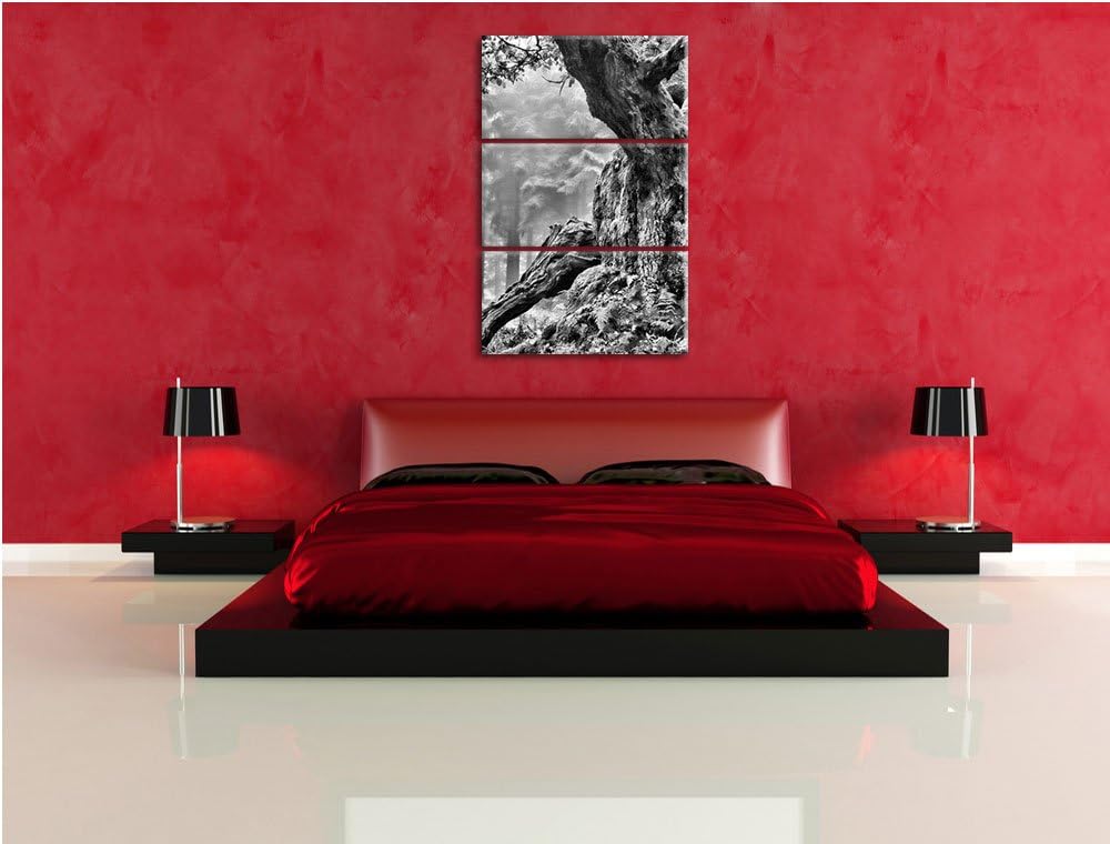Pixxprint Dicker Baum im Wald im Moos als Leinwandbild/Grösse: 3 Teilig (120x80) cm/Wandbild/Kunstdr