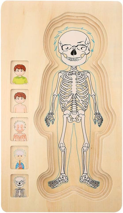 Menschliche Körper Struktur Puzzlespielzeug hölzerner Ziegelstein Frühes Pädagogisches Ungiftiges Um