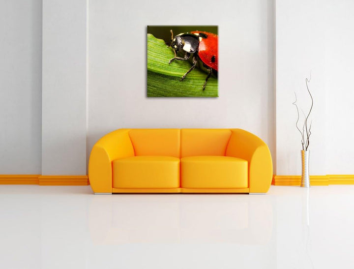 Pixxprint Marienkäfer in Detailaufnahme als Leinwandbild/Grösse: 70x70 cm/Wandbild/Kunstdruck/fertig