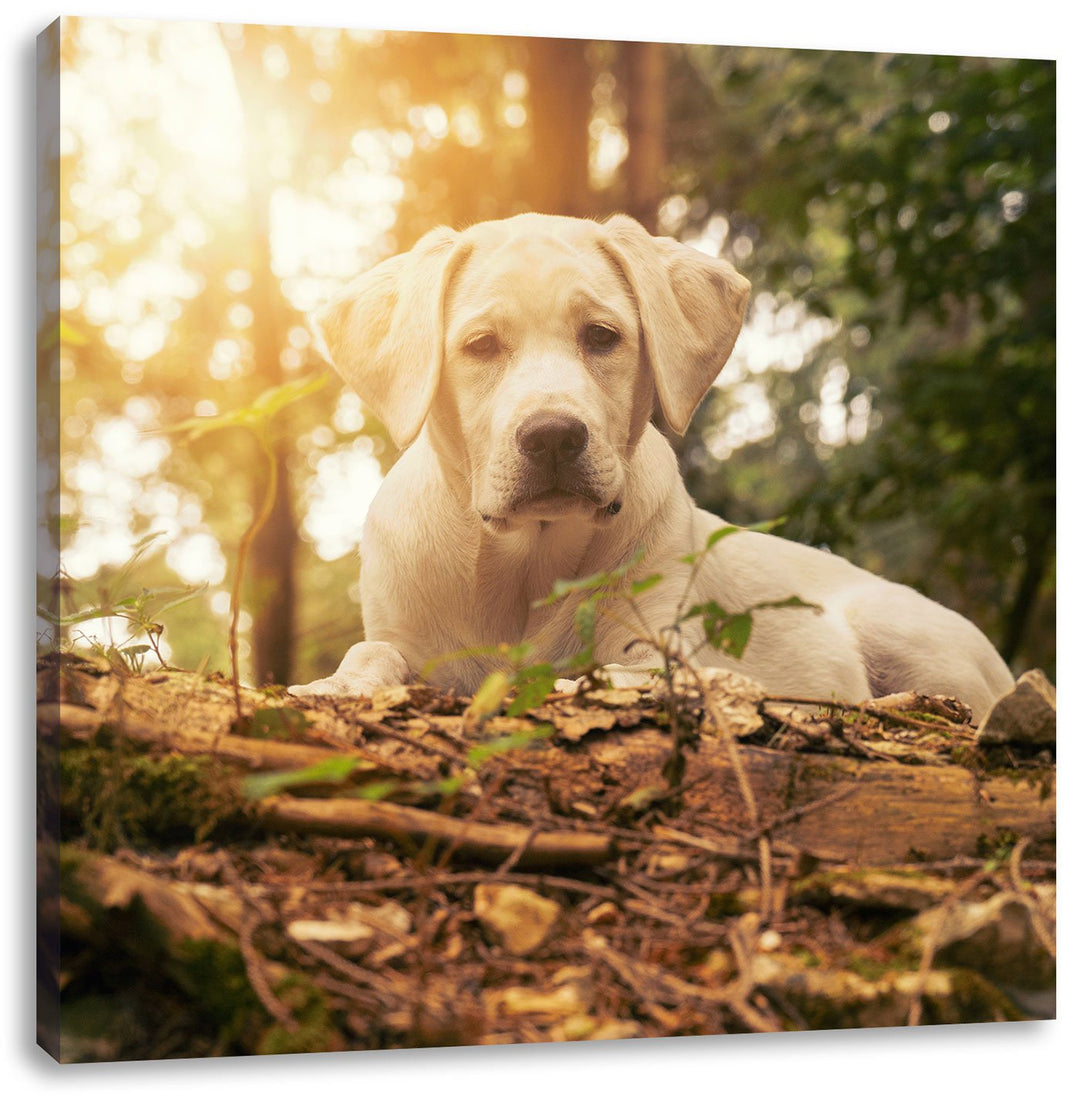 Pixxprint Hund im Wald bei Sonneuntergang als Leinwandbild/Grösse: 70x70 cm/Wandbild/Kunstdruck/fert