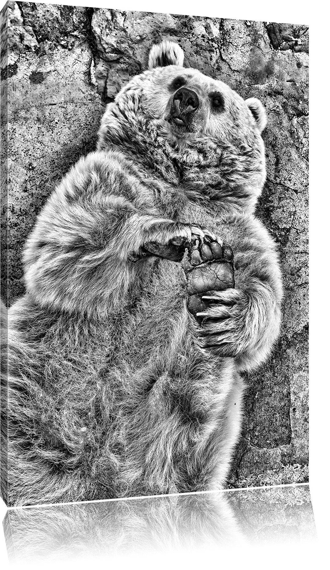 Pixxprint verspielter Grizzlybär / 100x70cm Leinwandbild bespannt auf Holzrahmen/Wandbild Kunstdruck