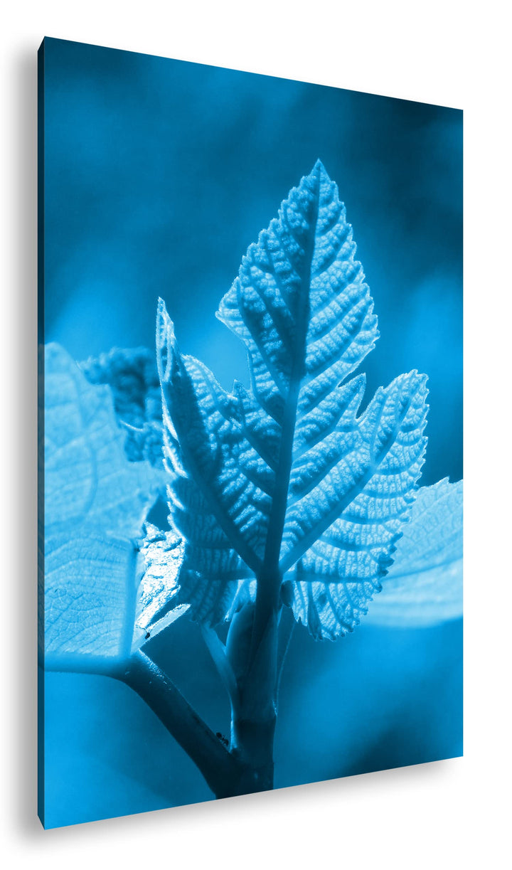 deyoli frischer Sprössling Format 80x60 Effekt: Monocrome Blau als Leinwandbild, Motiv fertig gerahm