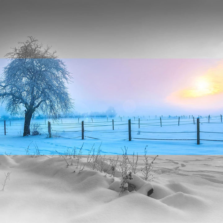 Pixxprint Glasbild | Wandbild auf Echtglas | Baum in Winterlandschaft | 60x60 cm | inkl. Aufhängung